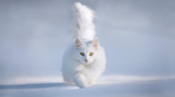 leaps through the snow with the sun shining on the crystal snow reflecting onto her glossy white fur making it shine