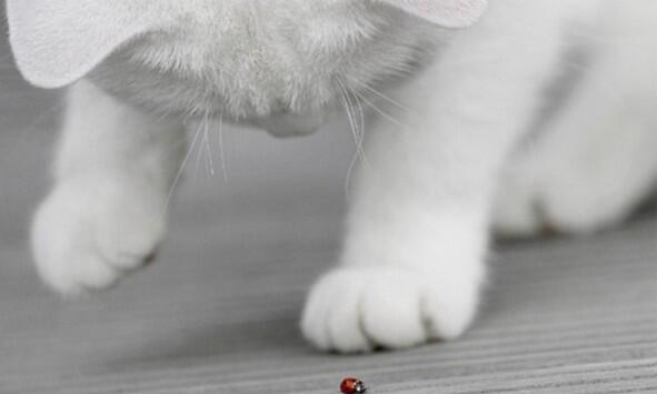 Just playing with a little lady bug!