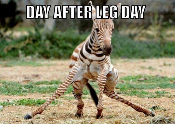 WorkoutFunnies's tweet photo. If you don't know these feels you're doing it wrong. #LegDay http://t.co/Ul7abvQFAE