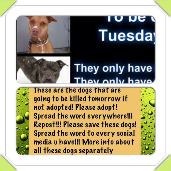 rocks5131's tweet photo. More info @newyorksdeathrowdogs http://t.co/CfDH9JgJ72 http://t.co/jSLgn9OHN6
