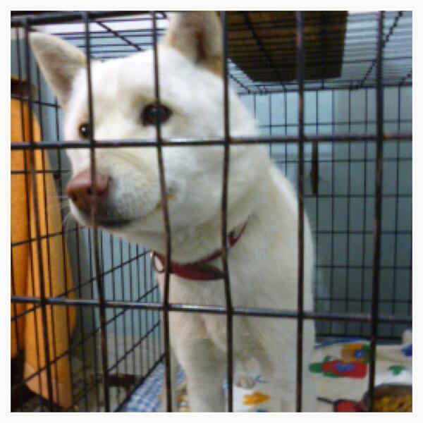 doubutukyushutu's tweet photo. 拡散RT @sqbx8i4x 飼い主さんへ！早くお迎えお願いしますm(_ _)m
 期限2月20日
迷い犬 雑種 ♀ 成犬 首輪無
江別市見晴台４４番地保護
お問い合わせは北海道江別保健所
http://t.co/SVOzSyrriM http://t.co/4Y0bffjVEN