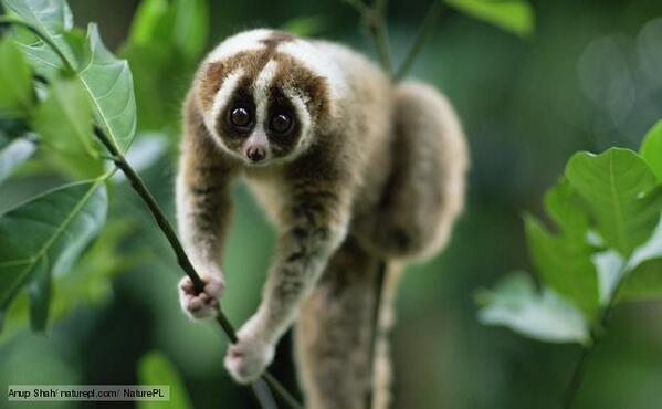 TheSandK's tweet photo. Lady Gaga's been bitten by a slow loris on the set of her new video! If you've never seen one, here you go. How cute? http://t.co/rSEMajO5eB