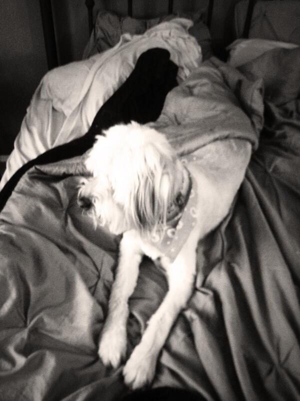 Alipie02's tweet photo. Think about you every single day baby boy! #leonidos #missyou http://t.co/kfq9ZZccvw