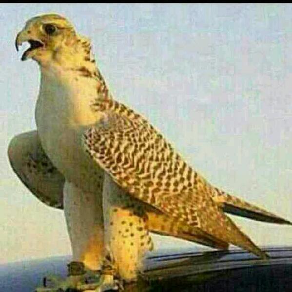 abdulkaffi6336's tweet photo. @abdulkaffi6336 http://t.co/lQ7Xt2KHCT