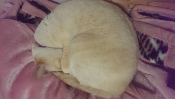 shuu1416's tweet photo. @JohnmaxT 家の猫。お休み中^^ http://t.co/gk6hg8RcRJ