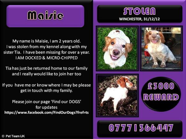PawsForAll's tweet photo. #MissionMaisie @FINDourDOGS1 have you seen Maisie? #HelpFindThem http://t.co/VQ8GIHMYbr