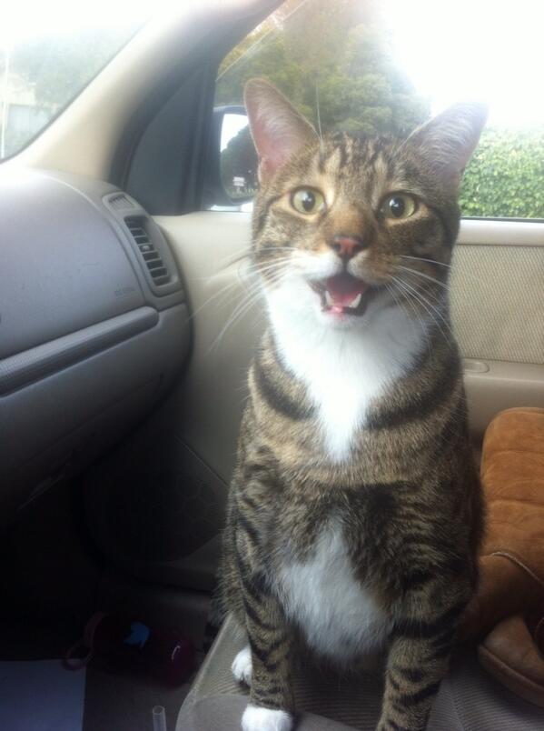 SParSuperStar's tweet image. I guess he's sitting shot gun. #catproblem