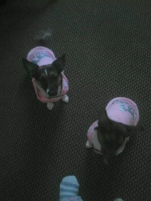 Pet Paws tweet media