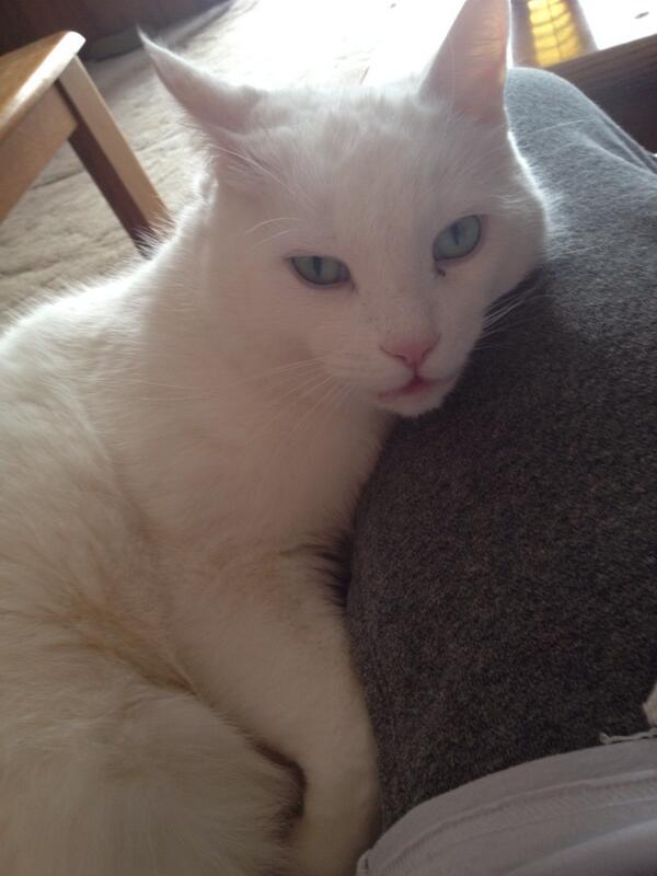DOONMULDOON's tweet photo. This is my kitten he's like, cuddling and shit. #topsecretvinetips http://t.co/iNhN7kL300