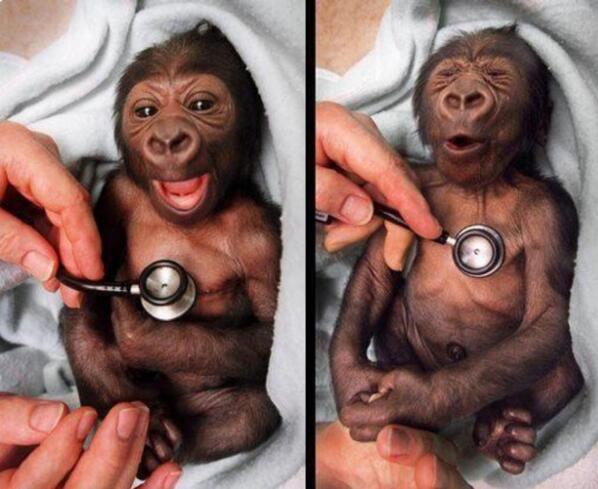 nataschaochsenk's tweet image. Sweet