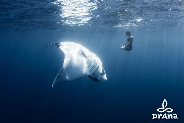Amazing Pics! Ocean Conservation &amp; A 1500 Pound Manta Ray via <a href="/Amy_Ippoliti/">Amy Ippoliti</a> prana.com/life/2014/02/1…
#yoga #nature