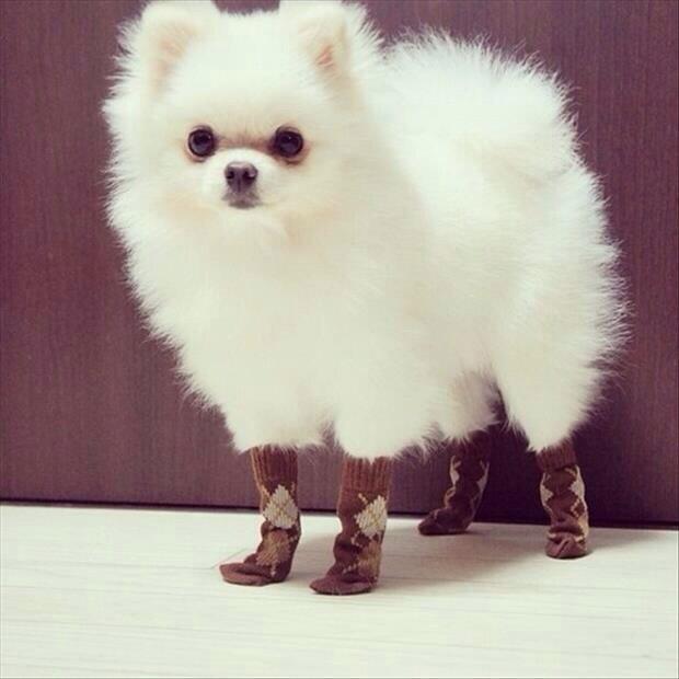 Pomeranian booties online