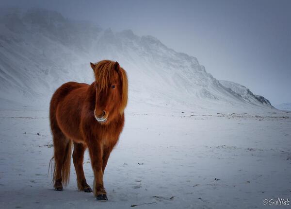 trawire's tweet image. Good evening #Iceland #withfun