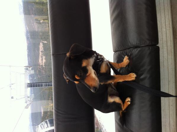 Mombshells's tweet image. Gondola puppy!