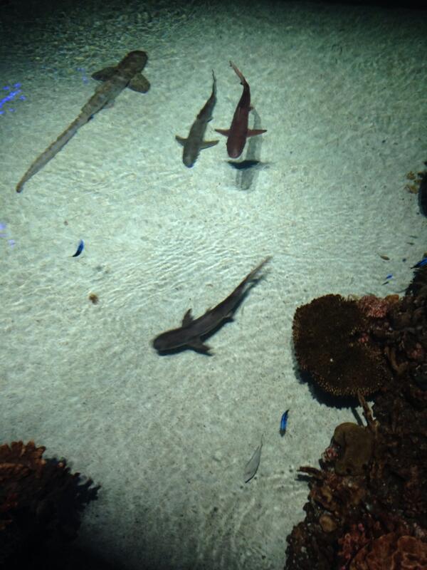 shaunlawson's tweet image. Frickin Sharks!! #cscw2014