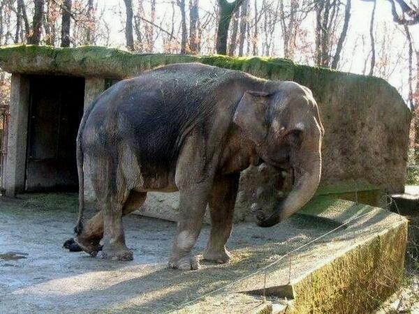 FlyGirl172s's tweet image. Tania in a European Zoo.  This is HIGHLY UNACCEPTABLE!  #FREETANIA #ElephantAbuse #animalabuse #PETA  #zooanimalabuse