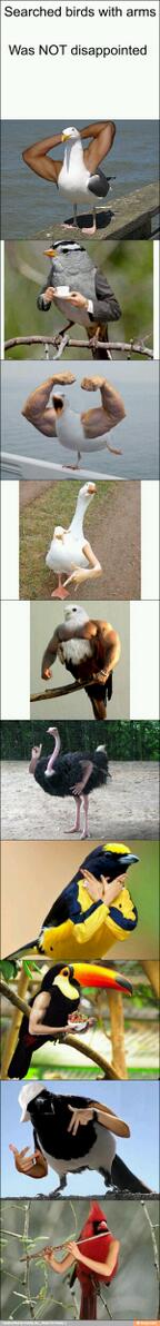 rhea_rice's tweet image. Birds with arms... I wouldn't chase those birds!! Can't promise i won't bark from the window though!!