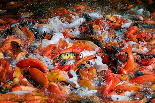 hydroexpert's tweet photo. It is entirely possible to improve an overloaded koi pond by growing vegetables Aquaponically on it. http://t.co/2y7ZB4Yi1L