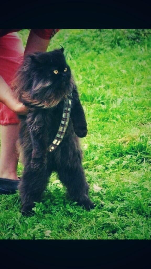 CatOverdose's tweet image. Mewbacca, the wookie cat