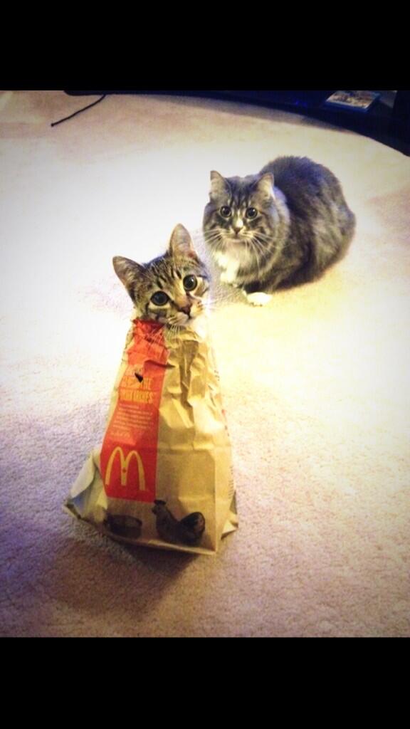 CatOverdose's tweet image. Who ordered the McKitten?