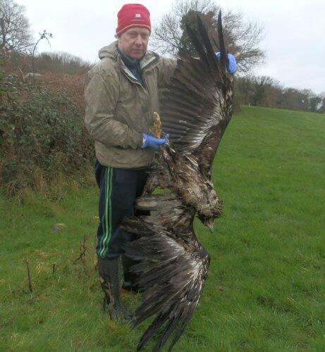 Wexcoastbirds's tweet image. 7 - 8 months , the life-expectency of the first White-tailed Eagle chick in 100 years #IRELAND #SHAME  2014