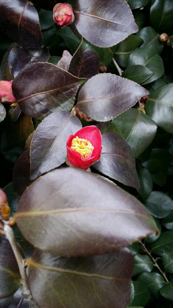 해미성당 남천 옆에 이제 막 트고있는 동백 꽃몽우리. 추위와 싸우기 힘겨웠는지 잎의 색이 애처롭다. 차나무과 상록관목으로 산다목(山茶木)이라고도 하며 씨에서 추출한 기름은 그 쓰임새가 다양하다.