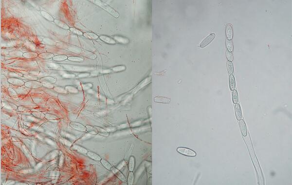 David Comont tweet media