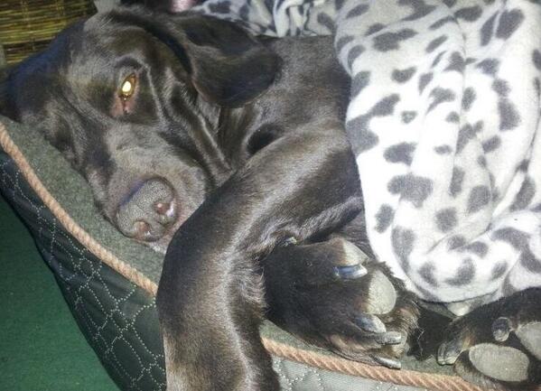 MrButtonDog's tweet image. Testing out my new bed #springador #buttondog #itsadogslife #catsnotgettingin :) hope you're all having a lovely day