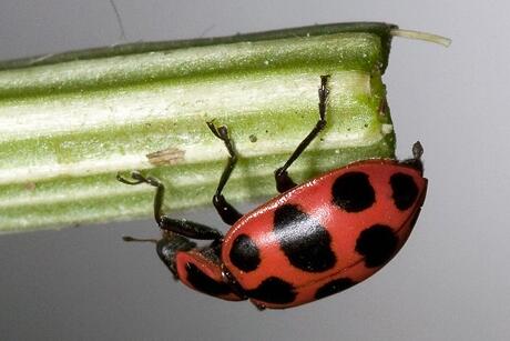#Science: Crops genetically modified with Bt produce proteins that kill pest insects news.cornell.edu/stories/2014/0…