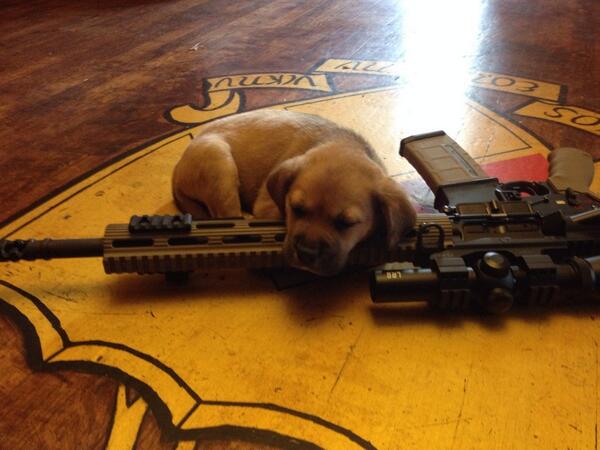 totalfratmove's tweet image. Frat hound in training. #TFM
