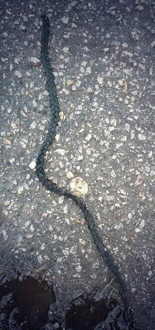 itsstephxo_'s tweet image. you know your school is ratchet when you find a piece of weave on the ground #ratchetweave #laurierproblems