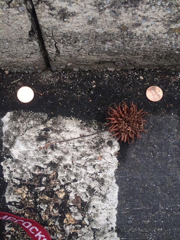 Sawabree's tweet image. Found two pennies on heads. One for each exam. #needluck