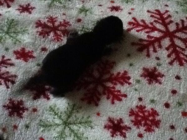 FrithMfrith's tweet photo. This is a one week old kitten without her momma.  She eats every two hours. She is half the size of my hand. http://t.co/1g5ornyYW5