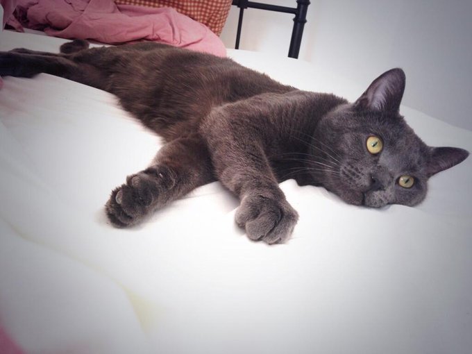 I don't wanna make you jealous but my cat is the prettiest :) http://t.co/oupt2WIbzc<a href="/tag/stockings"class="tags"><span>#stockings</span></a><a href="/tag/selfy"class="tags"><span>#selfy</span></a><a href="/tag/discoshorts"class="tags"><span>#discoshorts</span></a>