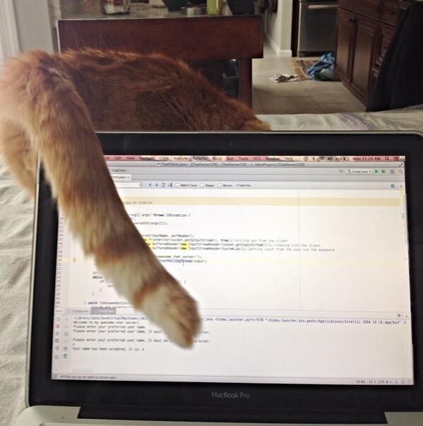 ebethme's tweet image. #catcoder