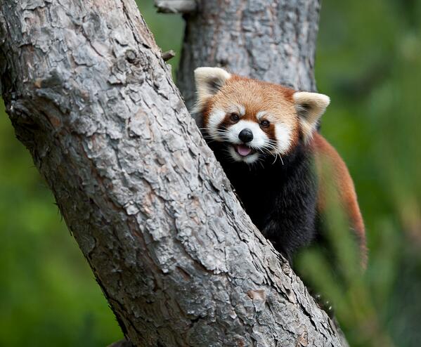 roarshacklist's tweet photo. An old favorite I took @tozookeepers of a #redpanda. #wilfelife #torontoanimals #roarshackphotography http://t.co/GkUnafBWfN