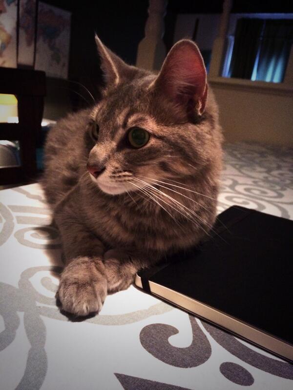 mtpatterson's tweet image. @davidsikes_ Now cat pictures I can do. Look at this beauty. #internetpoints