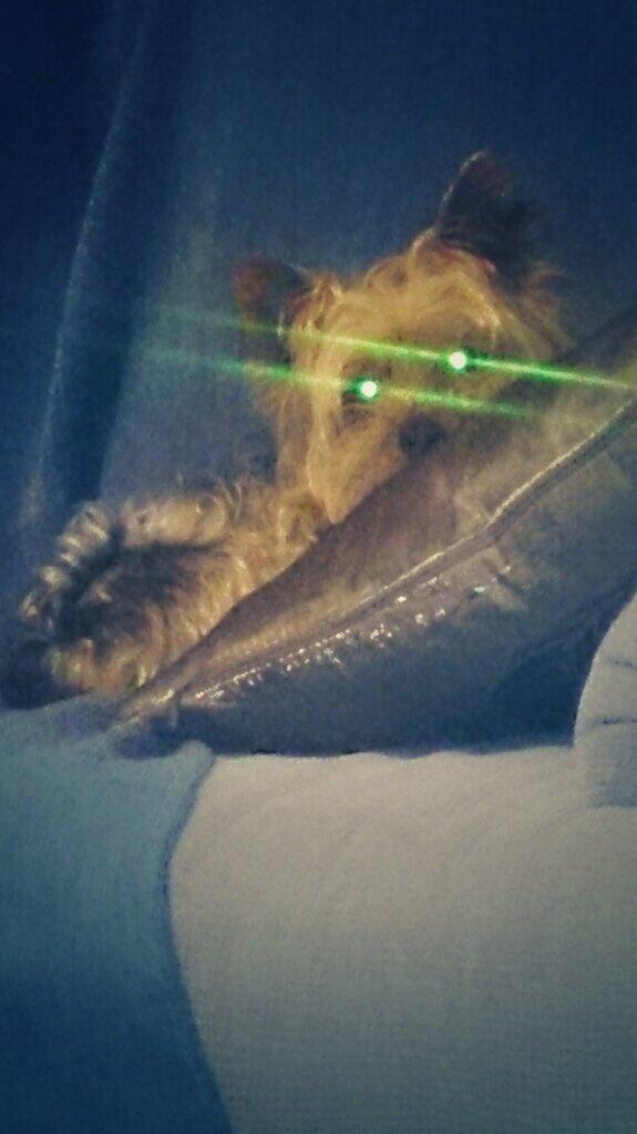 Andrades_18's tweet image. Ya sabía yo que este perro no era de este mundo. #PerroRobot jajajaja