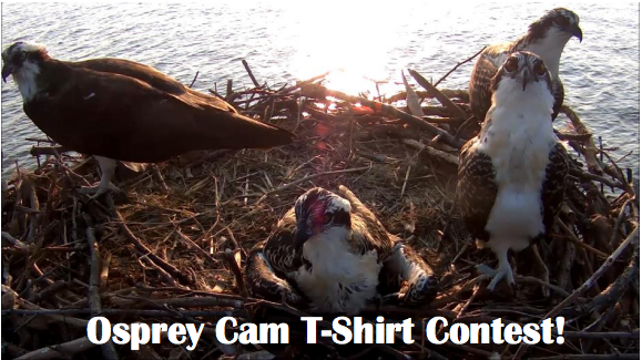 ChesConserv's tweet photo. Calling all Osprey Cam Watchers! We want you to design our official t-shirt! Details here: http://t.co/4JvIUyKxwF http://t.co/AjCvzCYWxN