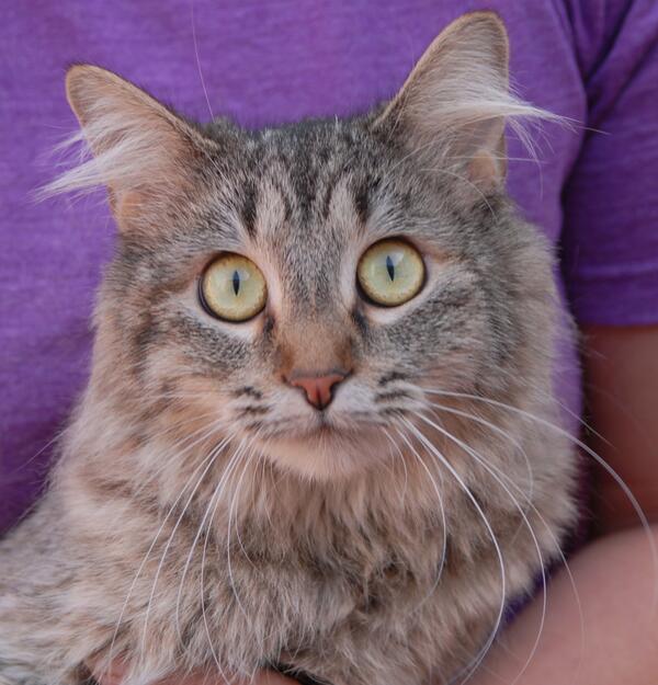 NevadaSPCA's tweet photo. Blue - playful young girl for adoption, loves running through kitten tubes &amp; being held.
http://t.co/P68GokllNa http://t.co/pshYFk0gGz