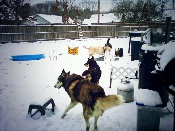 wolfcrutchfield's tweet image. @AdorOverLoad We ♥ playing in the 1 &amp;amp; only sleet, ice &amp;amp; tiny bit of snow storm in Bartlett TN on 3/3/14 Woo woooooo