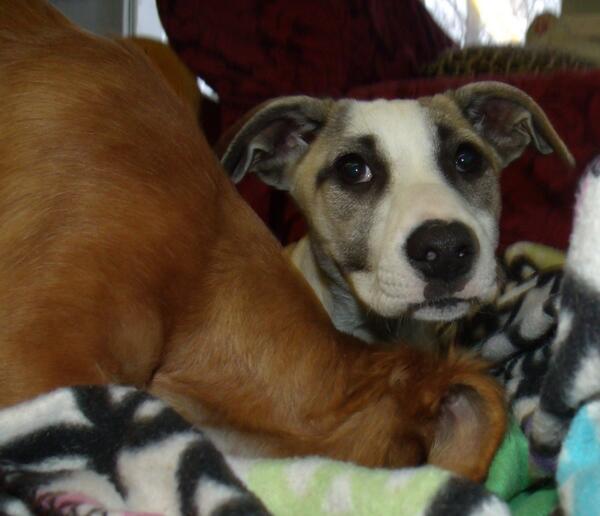 petsalive tweet picture