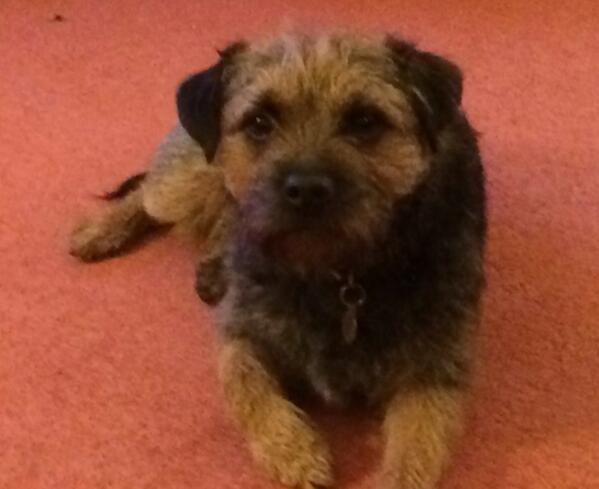 JamieTerrier's tweet image. I'm having a particularly handsome day today #notmodest