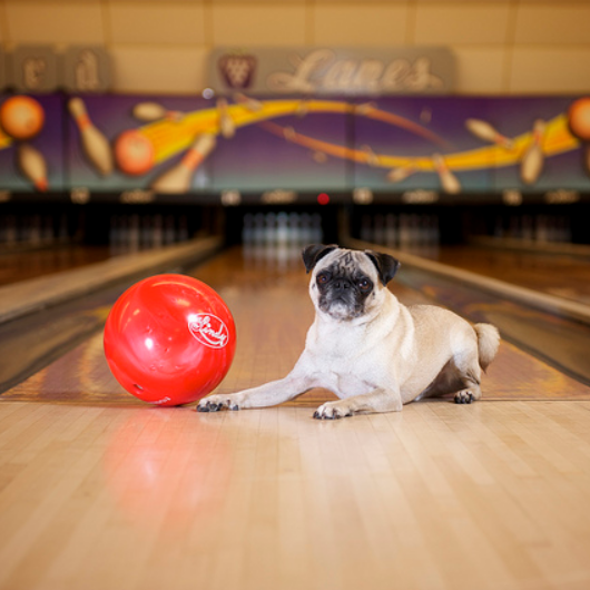 getwYLd's tweet photo. Hey guys! Wyldlife is going BOWLING this Friday night, 7-9, at Palmyra Bowl!! Let us know if you're interested :D http://t.co/zCQUCLODIi