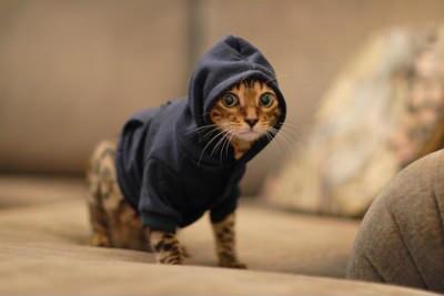 catpic_album's tweet photo. パーカー似合うでしょ？ https://t.co/OMeZsx8g27