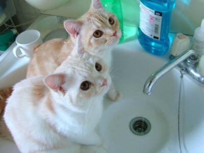 catpic_album's tweet photo. お水飲みたいんだけど。。 https://t.co/gfwh03RMF5