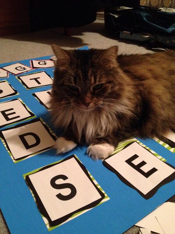 destavert's tweet photo. How could you not be a #catlover. #day2 of #100happyday http://t.co/xlw8HzKui5
