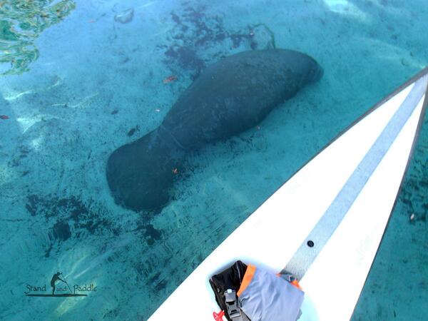 SockwaSUP's tweet photo. Is that a giant Sockwa in the water? :)“@floatingpeach: “@RoddyMedders: http://t.co/7KfQwvVEWb http://t.co/98QNY32ikI”” #haha