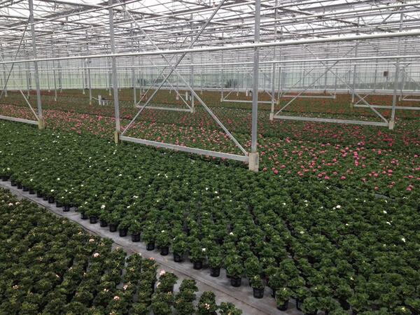 Lexvzijl's tweet image. In alle kleuren