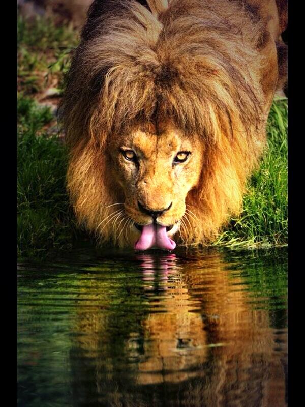 realalton's tweet image. @been_thabo @MesoKatlego @tebomoagi101 @_AliBello @P4WNS that look #N4M